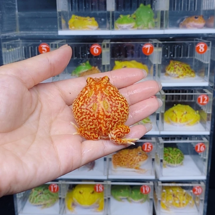 角蛙恭喜发财大吉大利