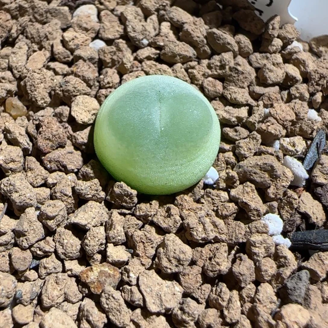 肉锥多肉植物组合-日式拉登636