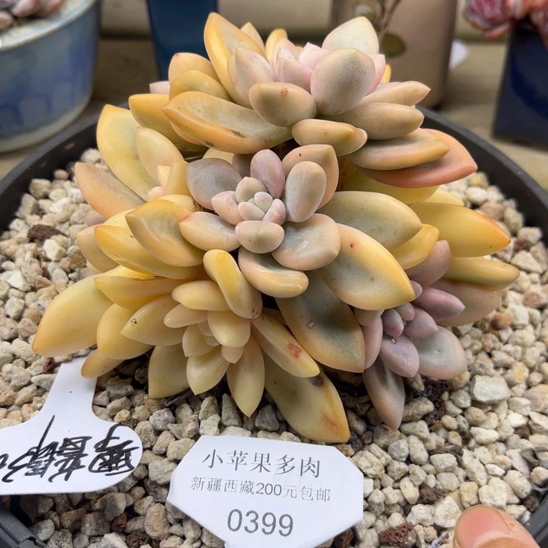 奥普锦388/13cm多头