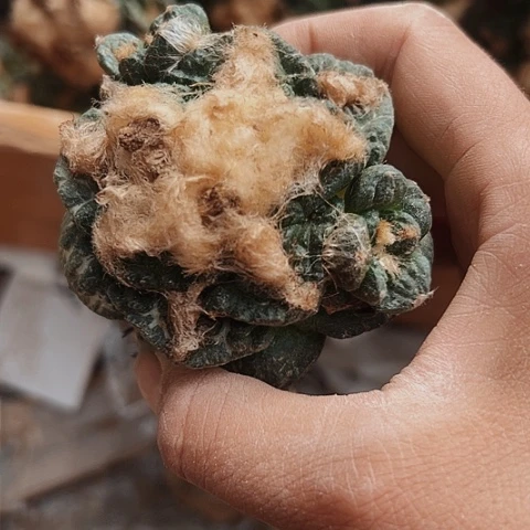 934牡丹仙人球的特点