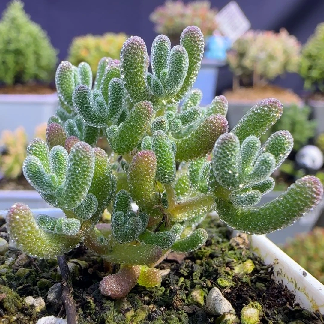 dy0613实生冰晶杂