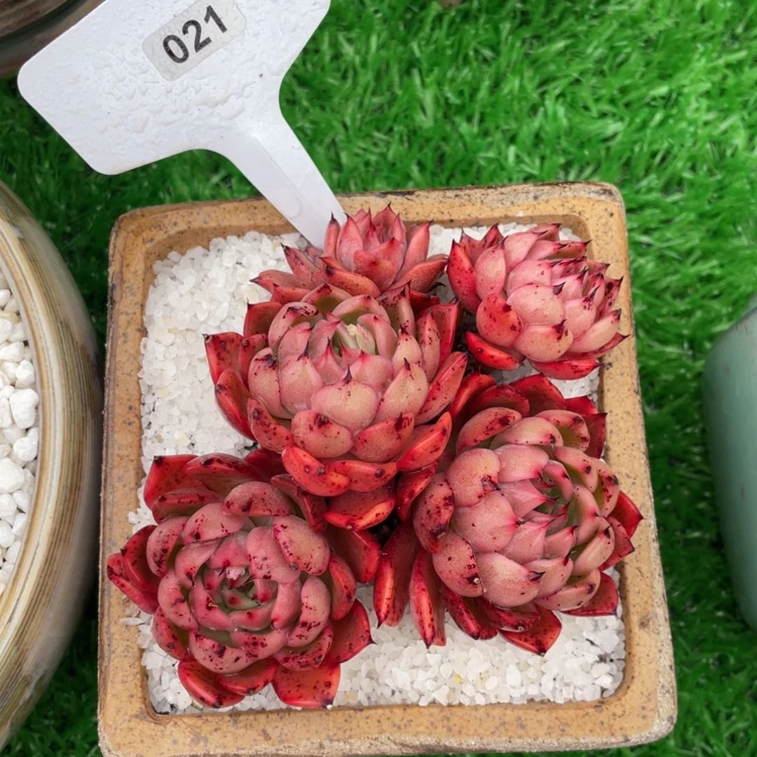 多肉植物盆栽盆栽