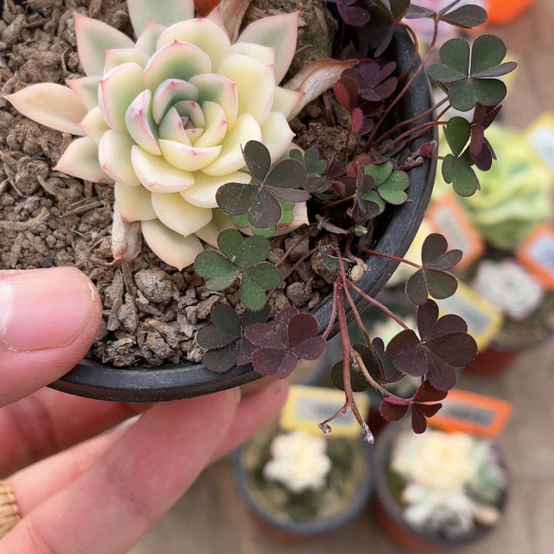 【闪购商品】514号