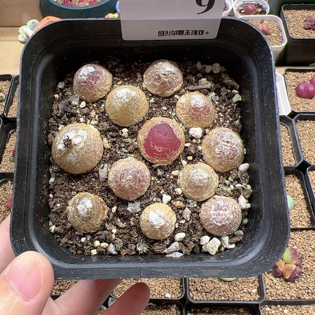 【闪购商品】6 灯泡带盆