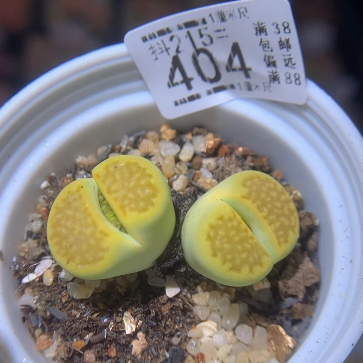 精品生石花215.404