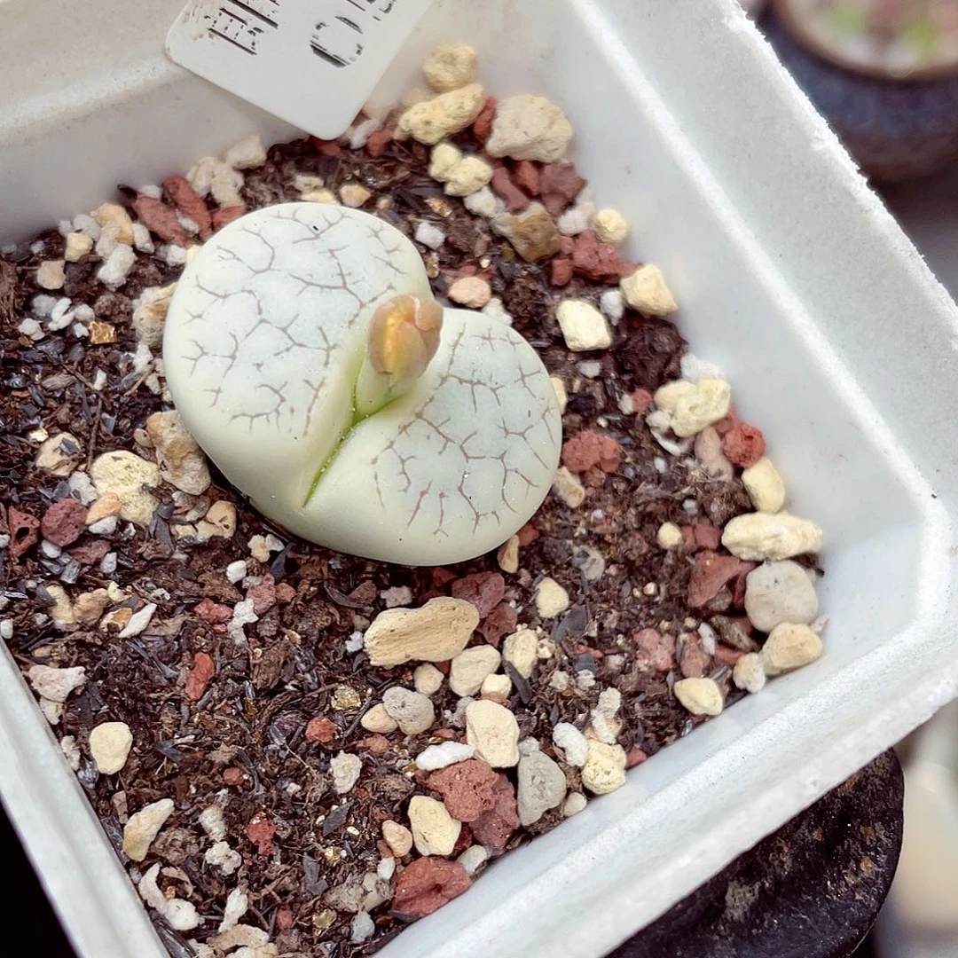 生石花满18包邮0925-89