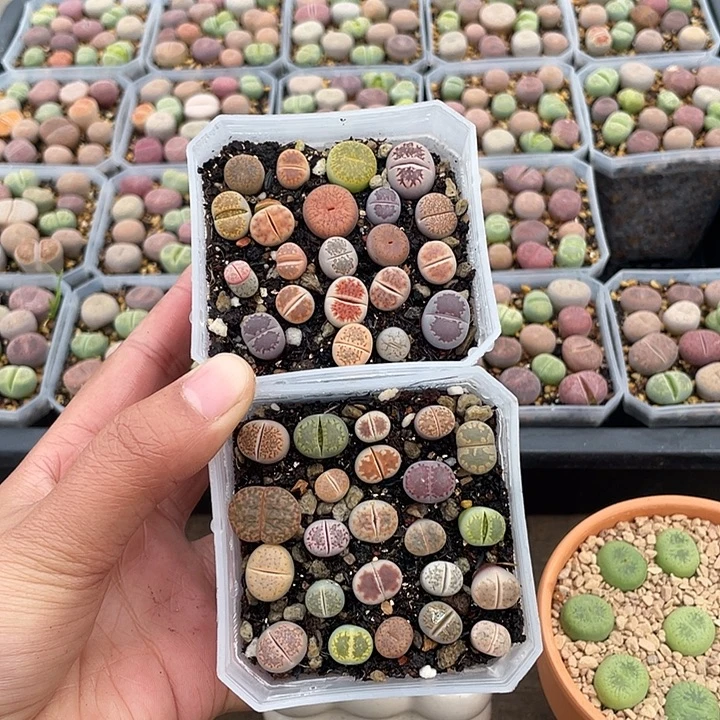 730KKK兔兔兔兔家里人