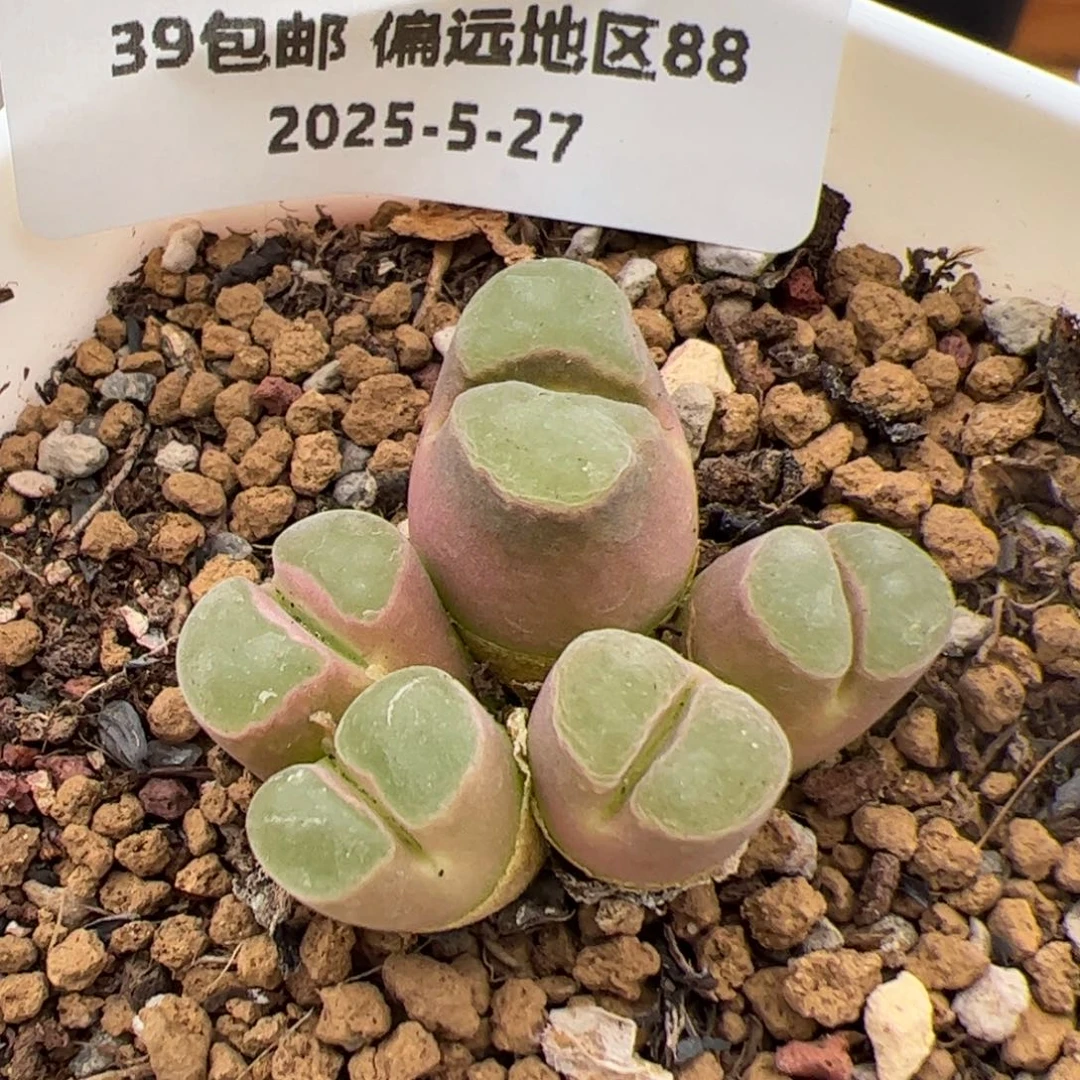 049号 极窗多肉植物