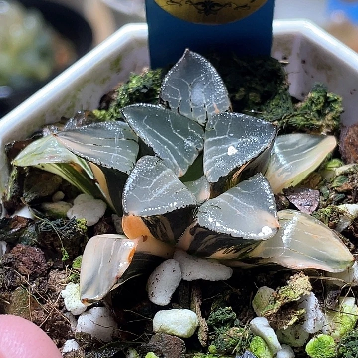 643花影锦特选福利