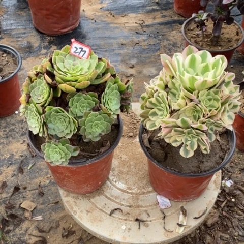 两颗法师一物一拍