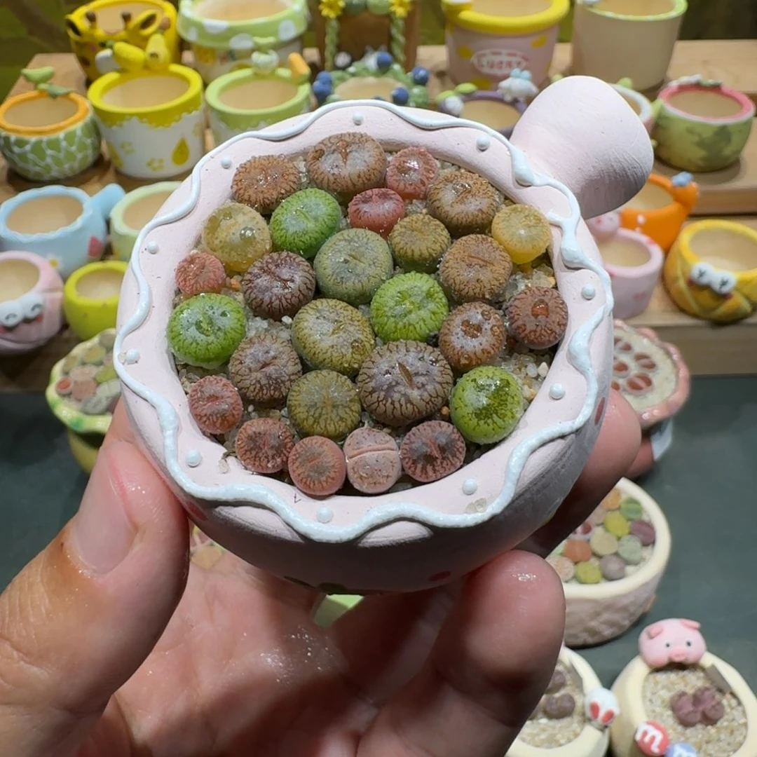 T****蘑菇1109彩虹日轮多肉植物