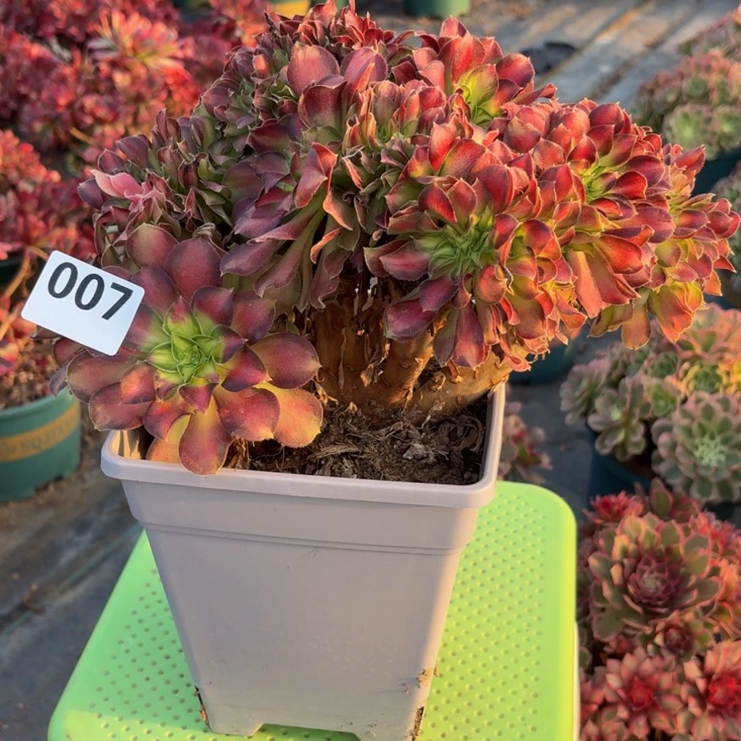 007韶华追多肉植物多肉植物