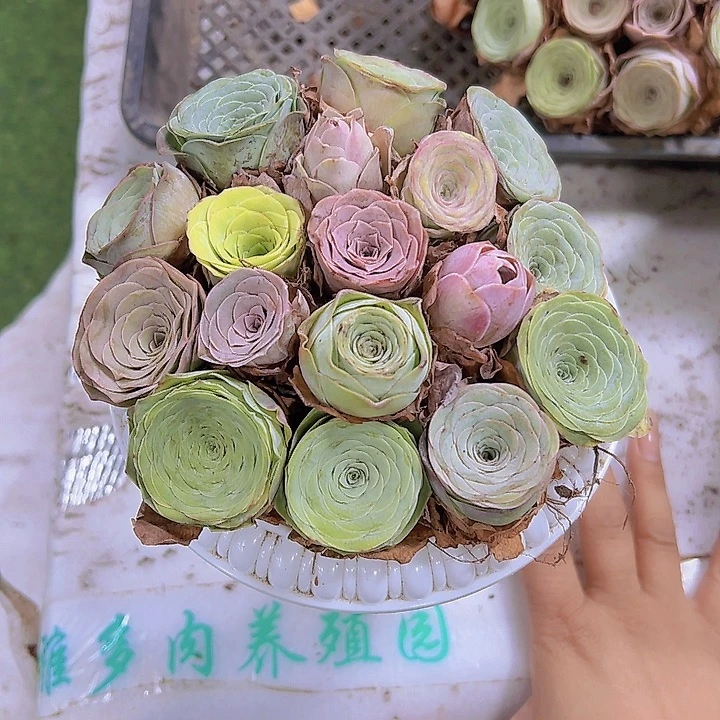 罗马盆17颗带盆发