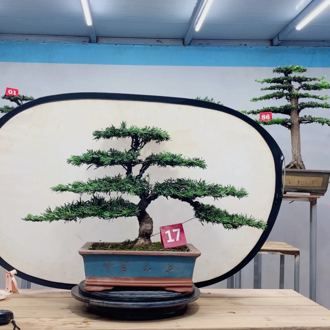 完全开放罗汉松盆景艺术