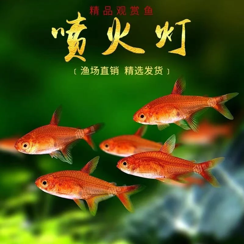 喷火灯小型热带灯科鱼淡水鱼草缸必备好看好养