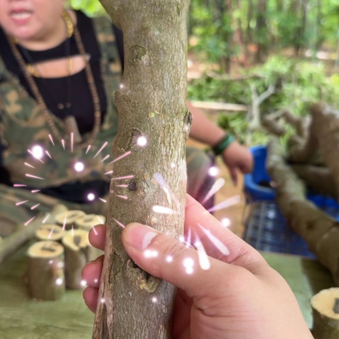 线香奇楠沉香原木