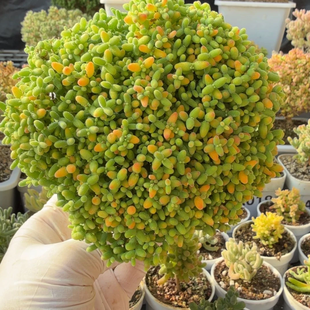 A074蜜橘糖球枝干