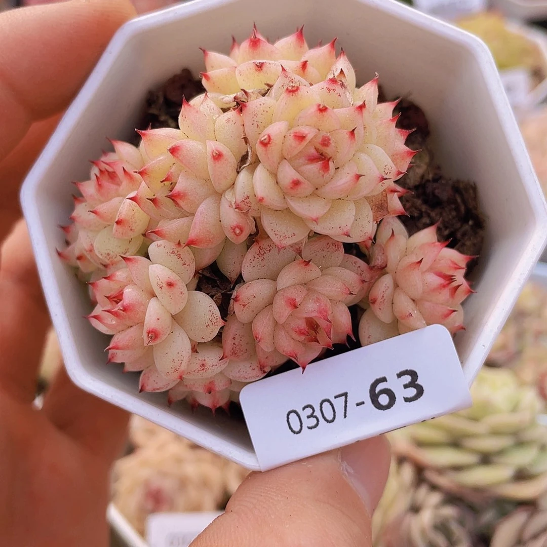 000000000000063量拍