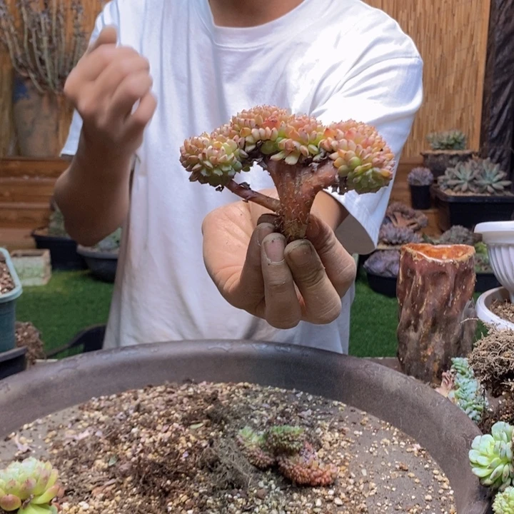 哆***子64 号白胖子多肉植物