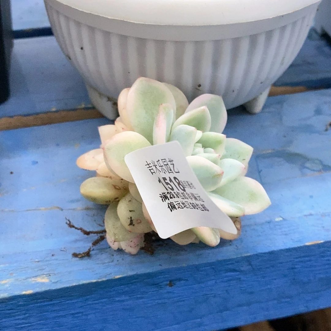 1518梦露锦多肉植物哇啦塞