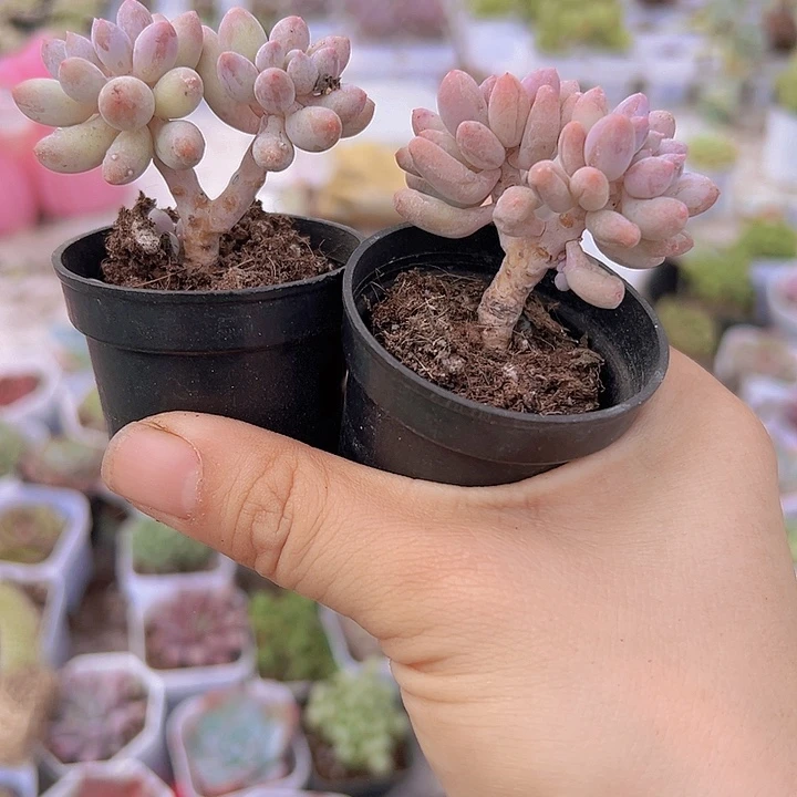 5厘米手指2颗多肉植物