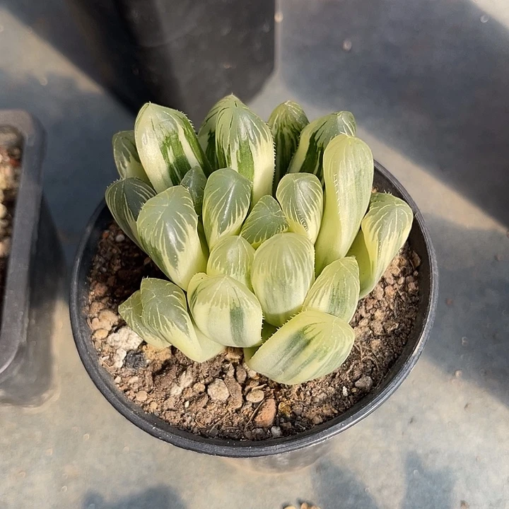 无花朵日系玉露锦一物一拍的
