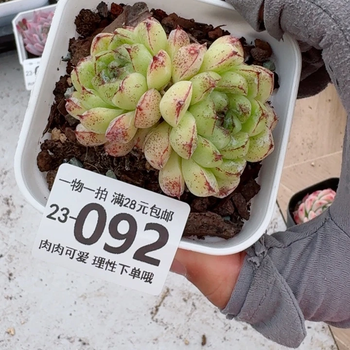 赤水晶多肉无盆土发货