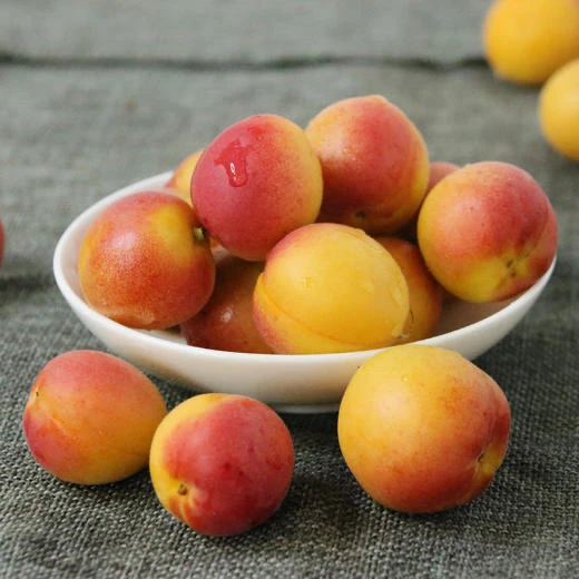 新疆伊犁天山吊干杏