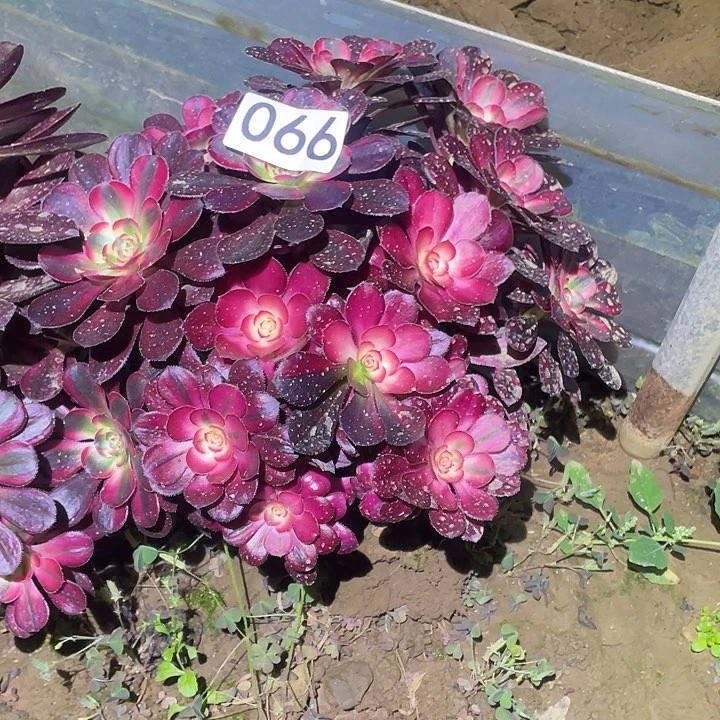 多肉植物法师66箱奶儿