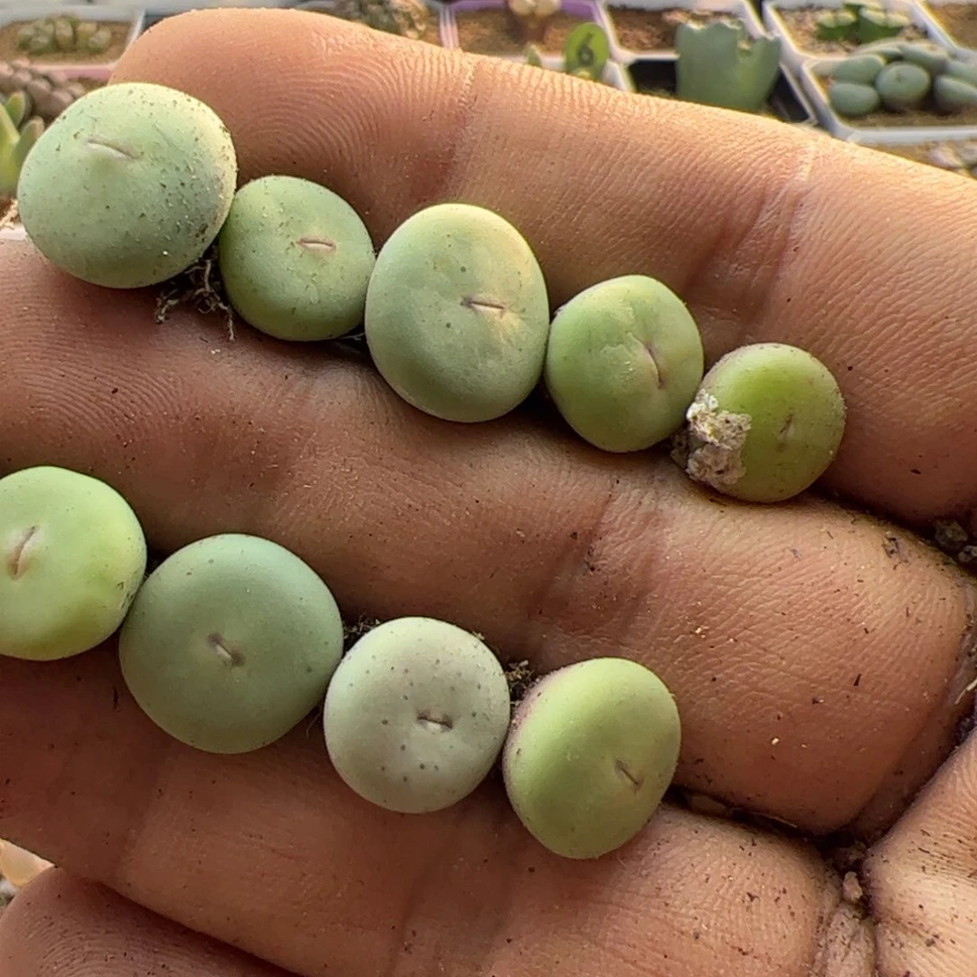 d**o大家初三快乐23138