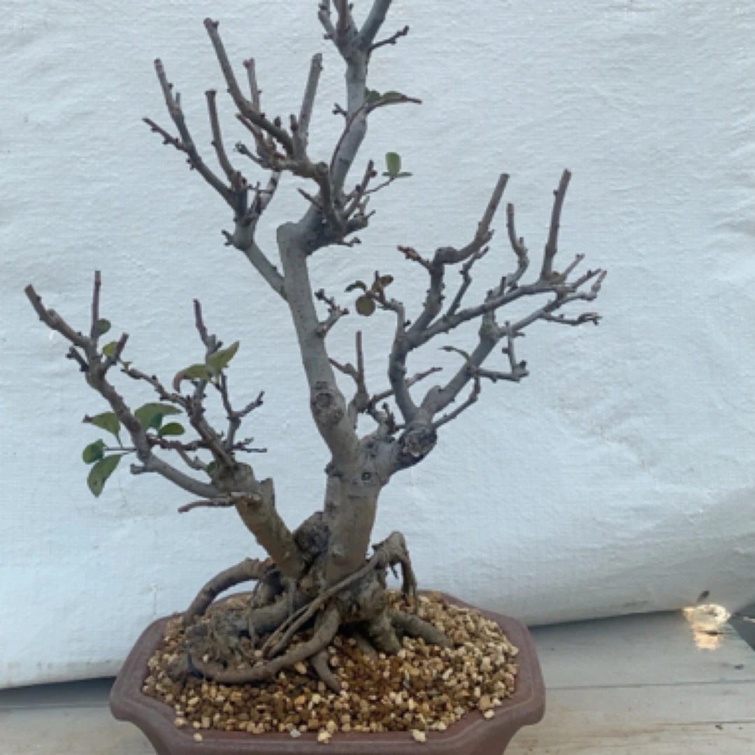 长寿冠海棠花 原生