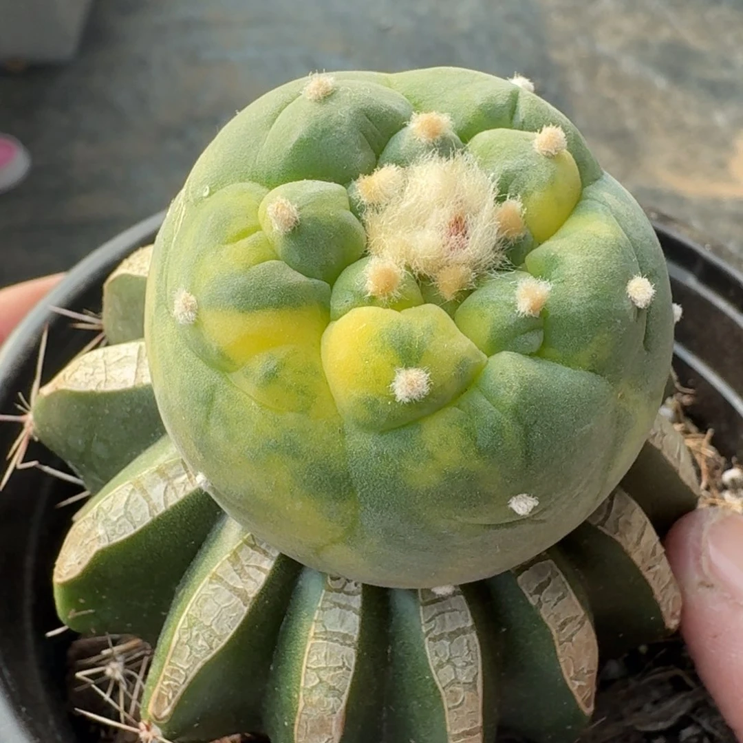 【闪购商品】大尤散斑锦532