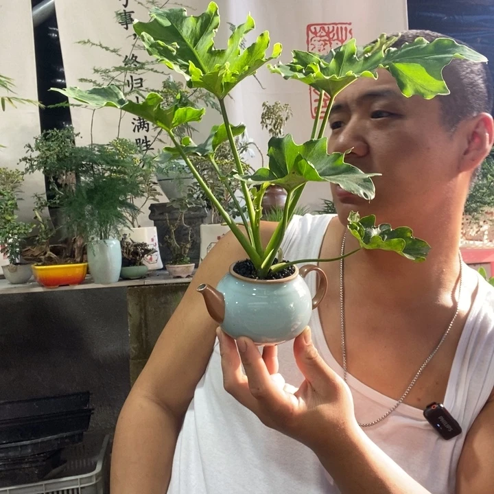 无花朵退款拉黑拉黑107