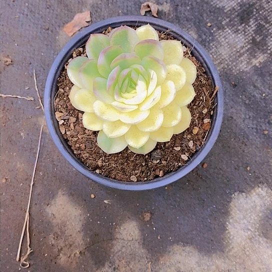 丽*?草莓冰锦多肉植物