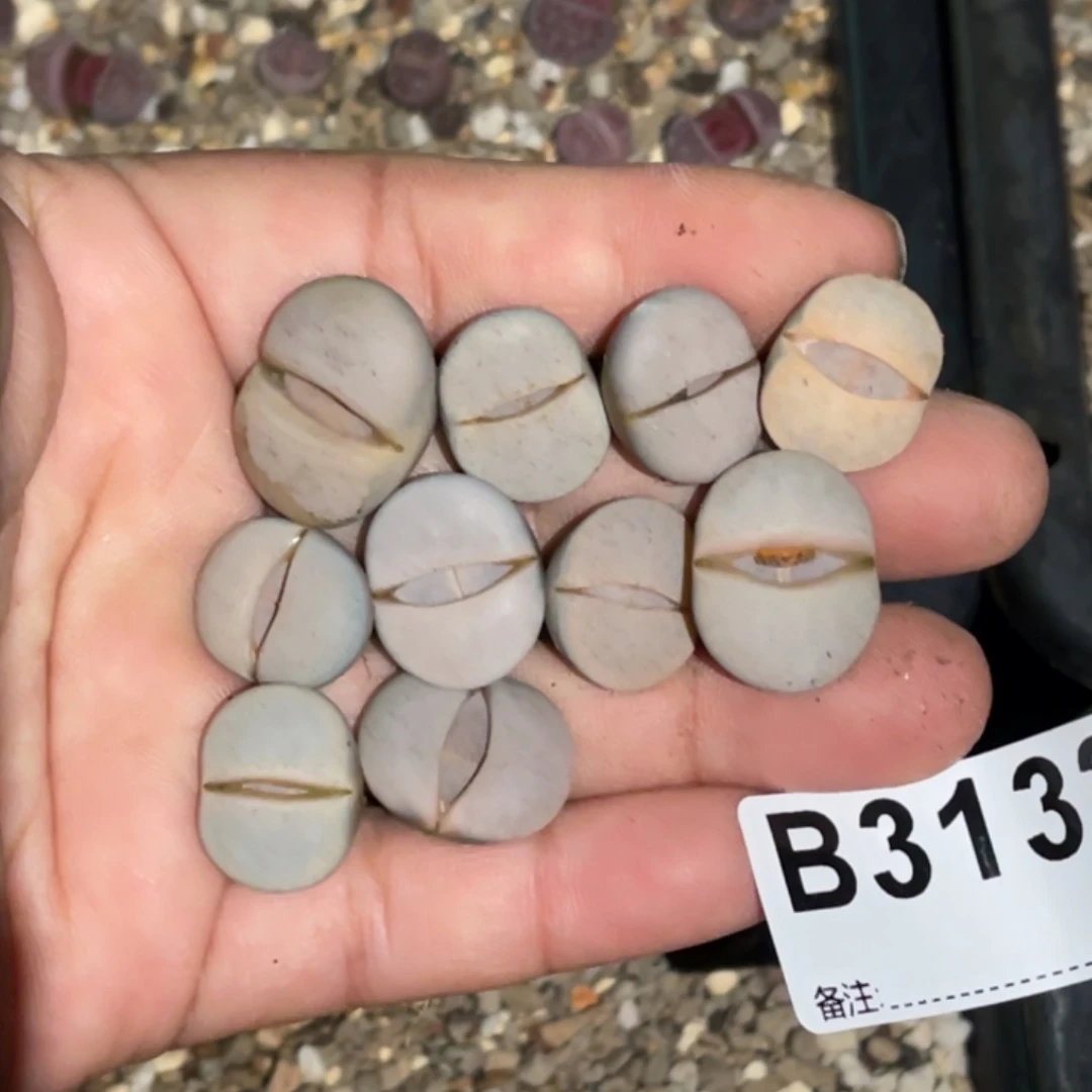 绝***师3132白曲10颗专拍的