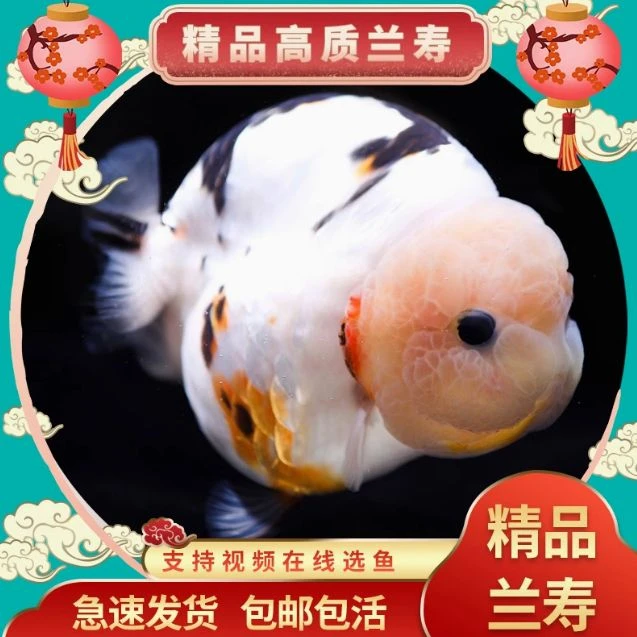 兰寿金鱼好养耐活奶牛国粹金鱼观赏鱼包活好养兰寿活鱼苗水墨玉兔