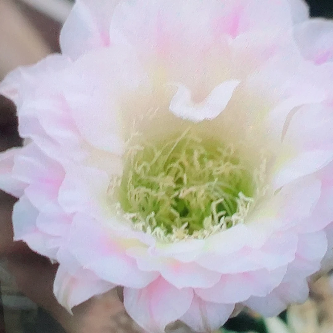 彩草 芊色 侧芽 满20包邮