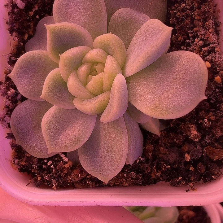 泼天富贵叶插苗一物一拍