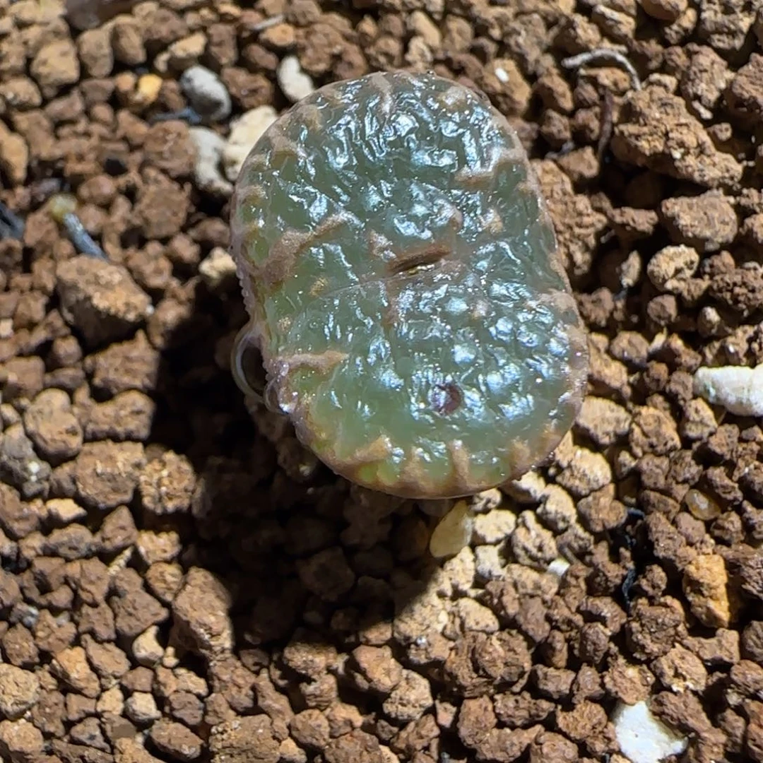 肉锥多肉植物组合-泡泡勋1268