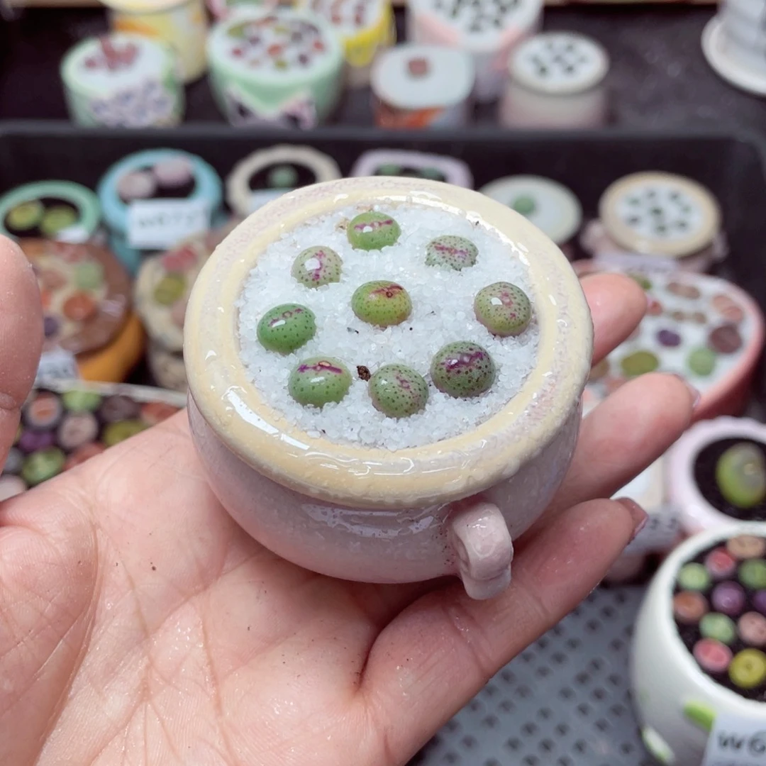 w6738 -零下地区拍保温箱-15支持寄养