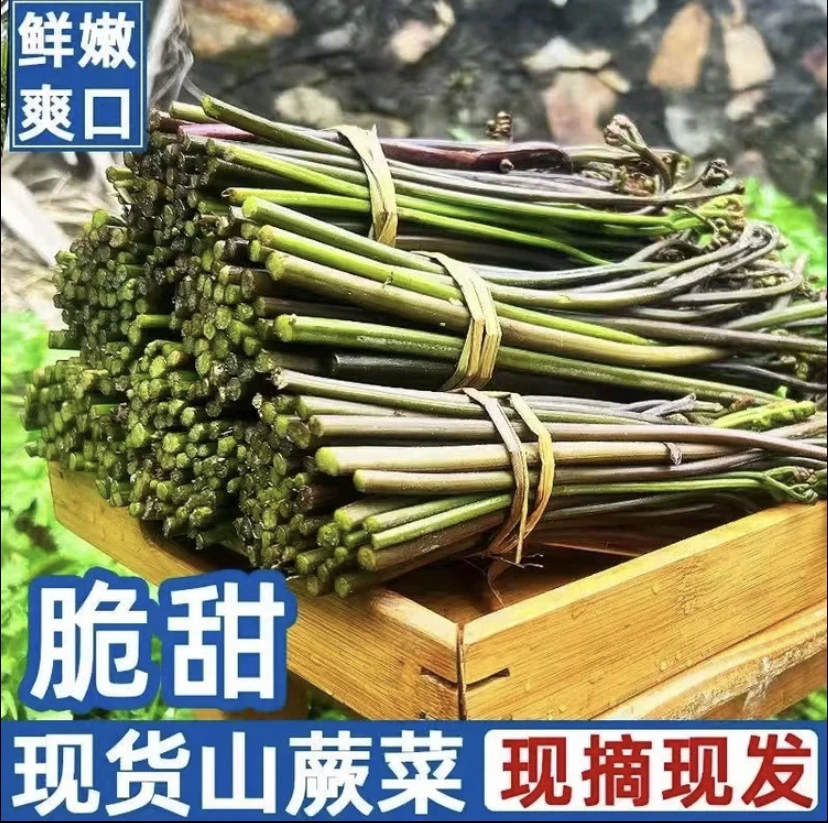 湘西野生蕨菜福利 新鲜现采蕨菜