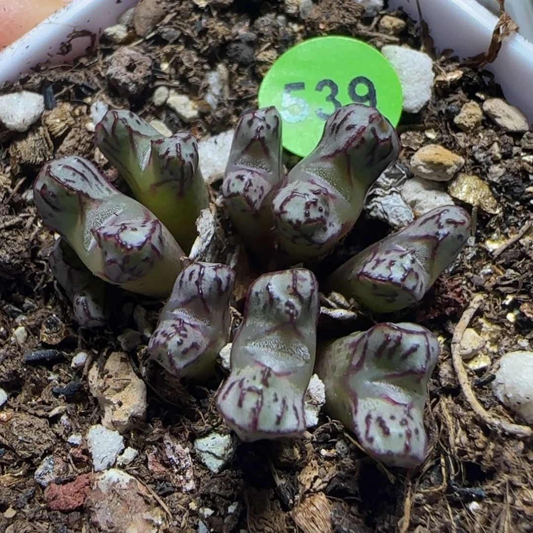 漂漂亮亮多肉植物539
