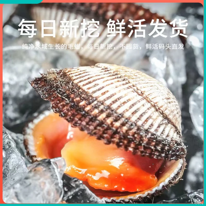 毛蚶连云港鲜活鲜货毛蛤野生赤贝新鲜海鲜贝类水产无沙毛蚶子