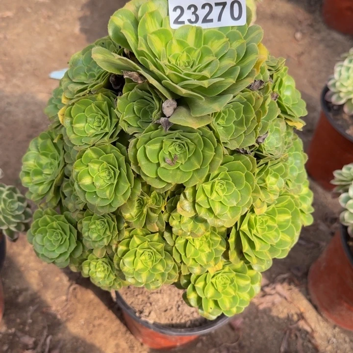 23270琉璃多肉植物