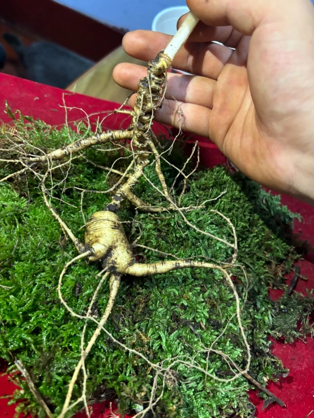 东北长白山新鲜林下参野山参 改价链接 1