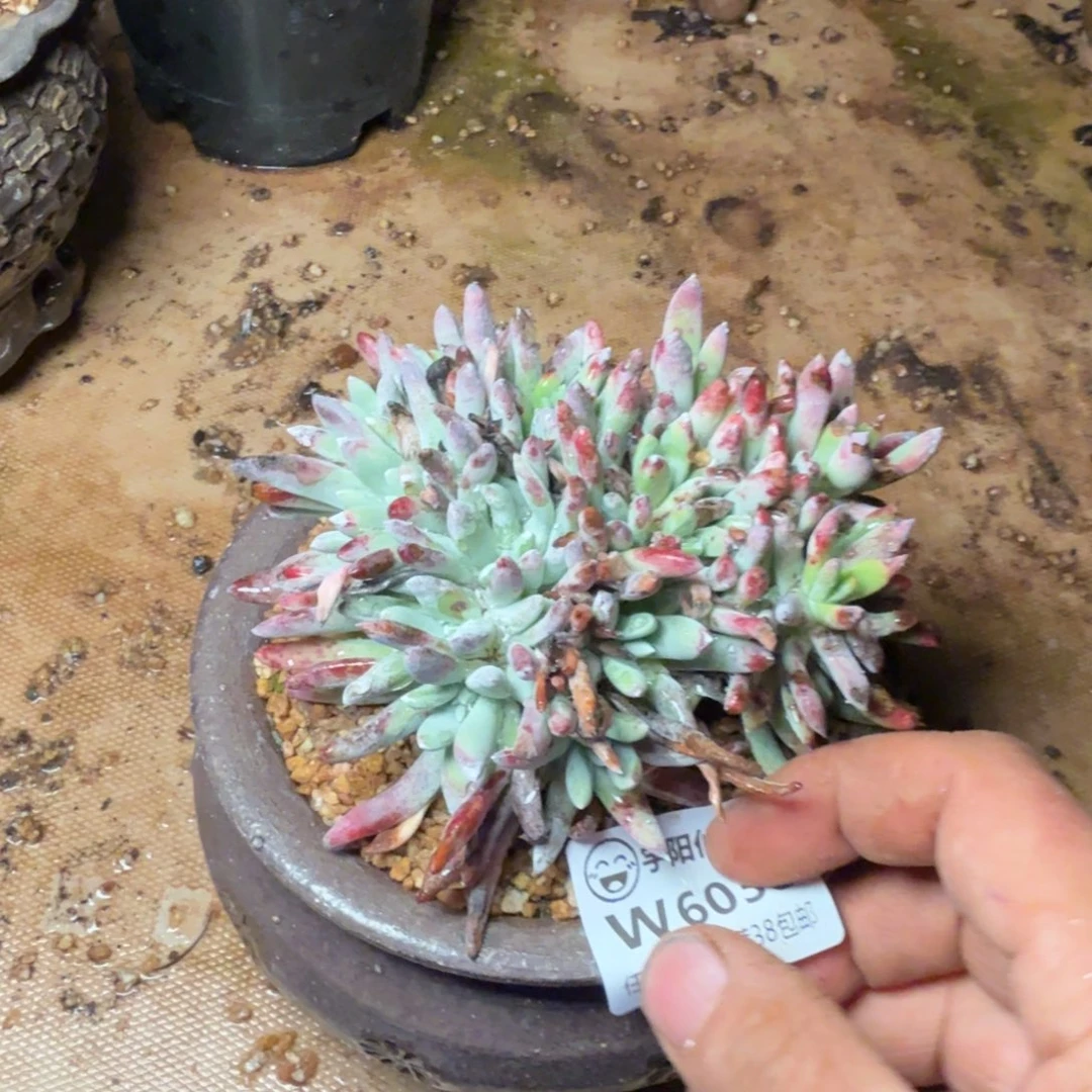 6038白姆仙女杯多肉