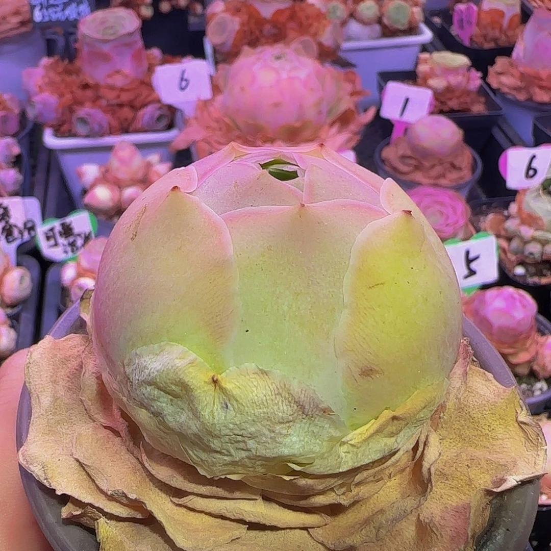 夏语黄体 事妈玻璃心慎拍