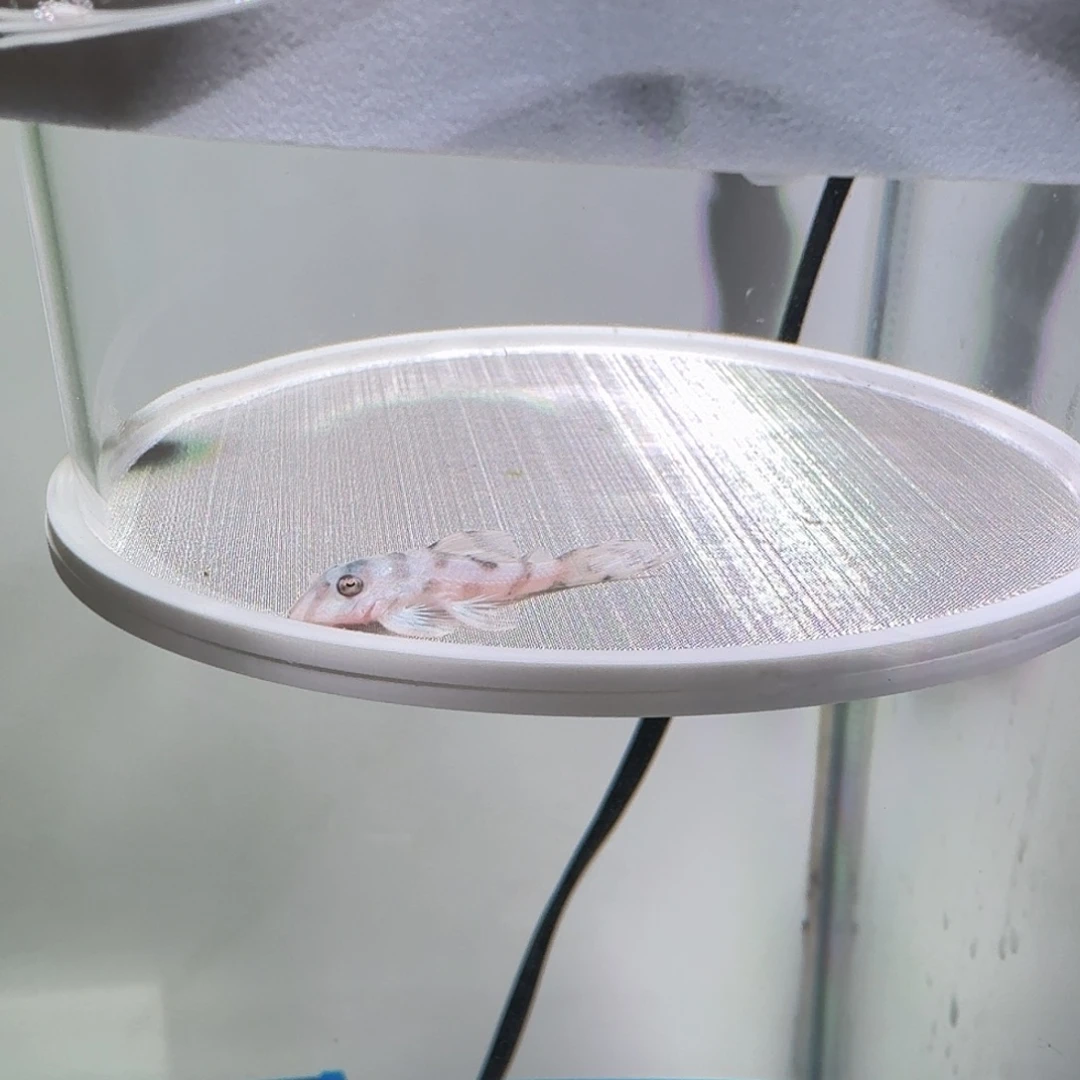 清道夫鱼50号欧系333