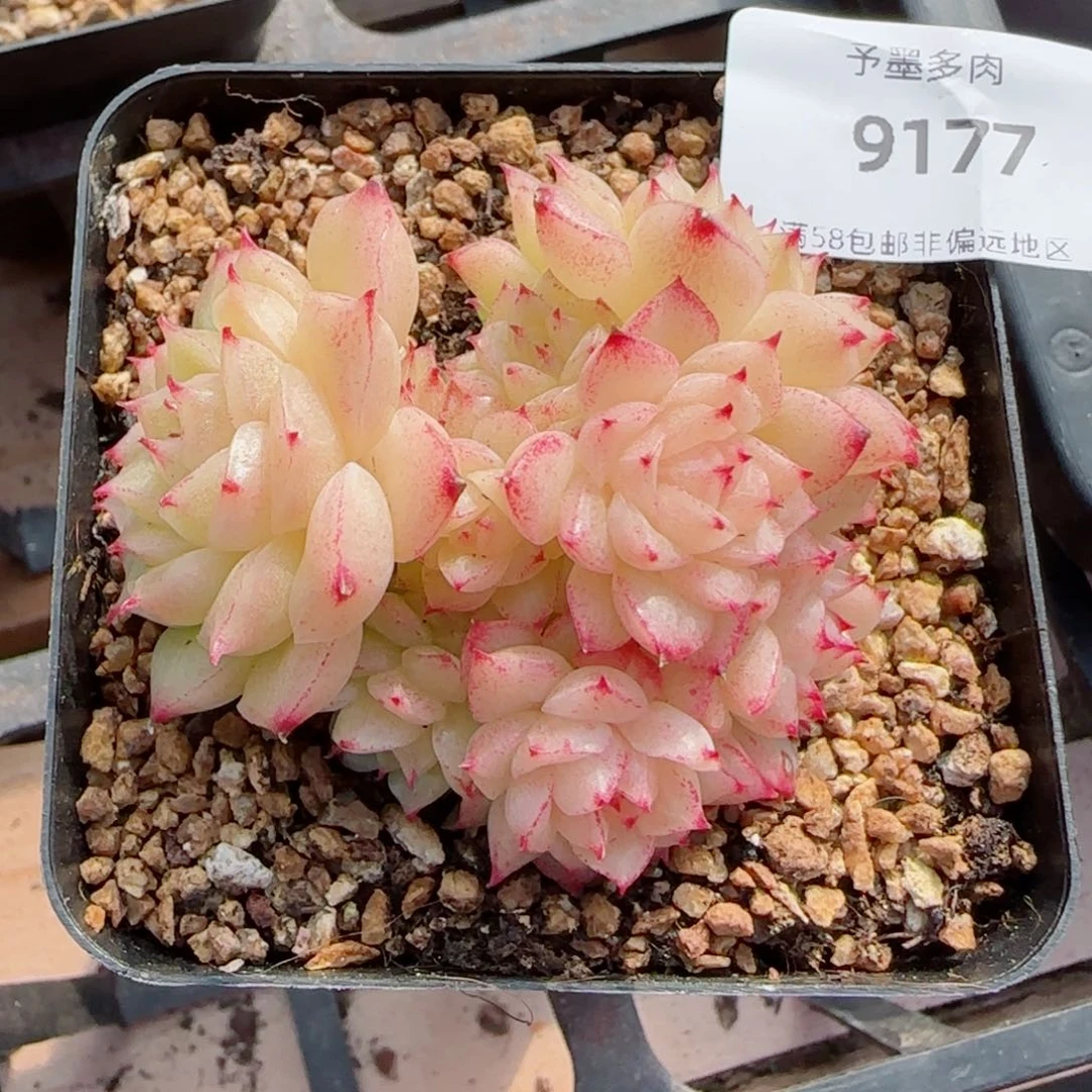 麦秆群，9177多肉植物