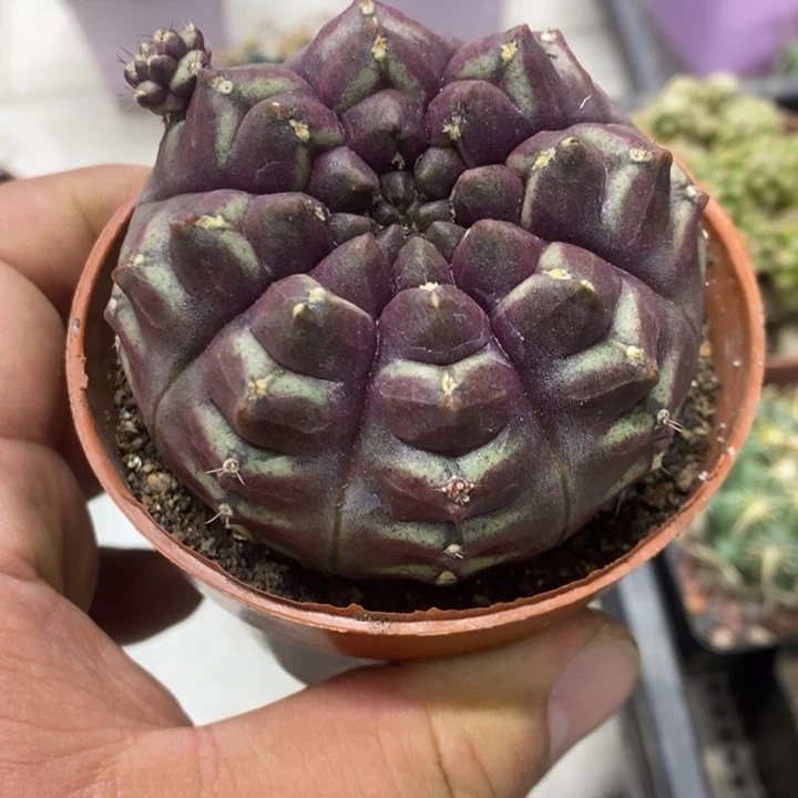 梦想牡丹特价福利